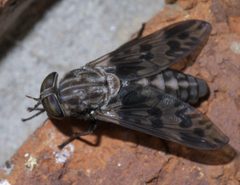 Tabanus venustus P1500426a by 
xpda. Used under a CC BY-SA 4.0 license.