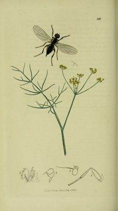 Britishentomologyvolume8Plate126 by John Curtis. Used under a Public domain license.
