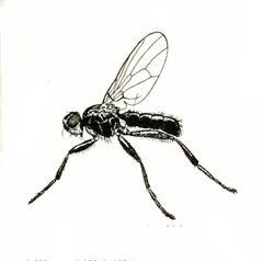Piophila casei by F.L. Washburn, Edith Reed, others. Used under a Public domain license.