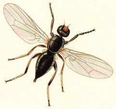 Piophila casei british entymology detail by John Curtis. Used under a Public domain license.