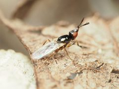Prochyliza xanthostoma by Katja Schulz. Used under a CC BY 4.0 license.
