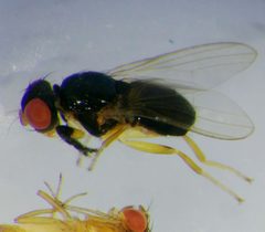 Protopiophila latipes by Lorin Timaeus. Used under a CC BY 4.0 license.