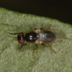 Protopiophila latipes 002 by Reiner Jakubowski. Used under a CC BY-SA 4.0 license.