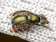 Amphicnephes pullus by iNaturalist user: ksandsman. Used under a CC BY 4.0 license.