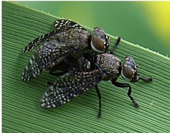 Platystoma seminationis couple by Siga. Used under a CC BY-SA 3.0 license.