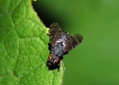 Platystoma seminationis fg01 by Fritz Geller-Grimm. Used under a CC BY-SA 2.5 license.