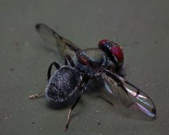 Boatman fly by James Niland. Used under a CC BY 2.0 license.