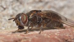 Senopterina foxleei - inat 56862173 by {{{name}}}. Used under a CC BY-SA 4.0 license.