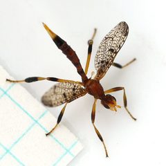 Pyrgotella chagnoni by Ilona Loser. Used under a CC BY-SA 3.0 license.