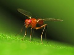 Another Sepsisoma flavescens - Flickr - treegrow by Katja Schulz from Washington, D. C., USA. Used under a CC BY 2.0 license.