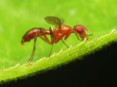 Red Sepsisoma - Flickr - treegrow by Katja Schulz from Washington, D. C., USA. Used under a CC BY 2.0 license.