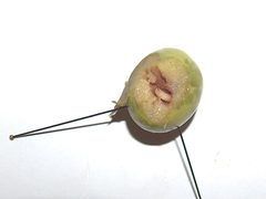 Bactrocera oleae g1 by wikipedia. Used under a CC BY-SA 3.0 license.