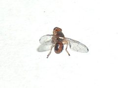 Bactrocera oleae g6 by wikipedia. Used under a CC BY-SA 3.0 license.
