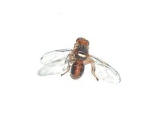 Bactrocera oleae g7 by wikipedia. Used under a CC BY-SA 3.0 license.