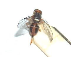 Bactrocera oleae g8 by wikipedia. Used under a CC BY-SA 3.0 license.