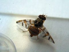 Ceratitis capitata by Density. Used under a CC BY-SA 3.0 license.