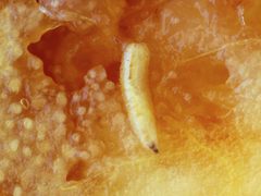 Ceratitis capitata - larvae by Daniel Feliciano. Used under a CC BY-SA 4.0 license.