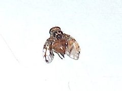 Ceratitis capitata g1 by wikipedia. Used under a CC BY-SA 3.0 license.