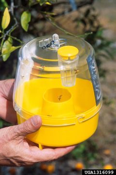 McPhail trap used for Ceratitis capitata by Peggy Greb, USDA Agricultural Research Service. Used under a CC BY 3.0 license.