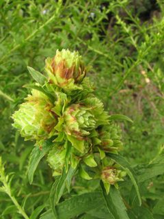 Procecidochares atra galls by Beatriz Moisset. Used under a CC BY-SA 4.0 license.