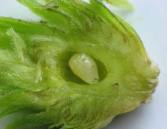 Procecidochares atra larva by Beatriz Moisset. Used under a CC BY-SA 4.0 license.