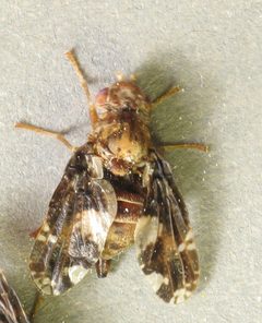 Eurosta solidaginis female by Beatriz Moisset. Used under a CC BY-SA 4.0 license.