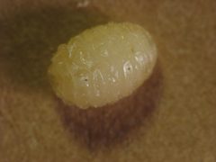 Eurosta solidaginis larva by Beatriz Moisset. Used under a CC BY-SA 4.0 license.