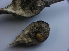 Eurosta solidaginis stem gall by Beatriz Moisset. Used under a CC BY-SA 4.0 license.