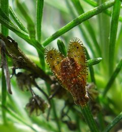 Paracantha gentilis by icosahedron. Used under a CC BY 4.0 license.
