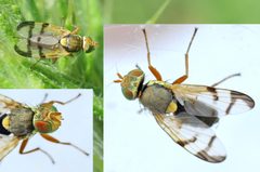 Urophora affinis01 by wikipedia. Used under a Attribution license.