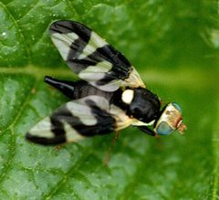 Urophora.cardui.female by James K. Lindsey. Used under a CC BY-SA 3.0 license.