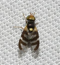 Urophora quadrifasciata 206595547 by Chrissy McClarren and Andy Reago. Used under a CC0 license.