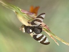 Urophora quadrifasciata 217441685 by Zihao Wang. Used under a CC BY 4.0 license.