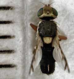 Urophora stylata by S.E. Thorpe. Used under a Public domain license.