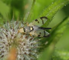 Urophora stylata 2 by Sandy Rae. Used under a CC BY-SA 4.0 license.