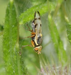 Urophora stylata 3 by Sandy Rae. Used under a CC BY-SA 4.0 license.
