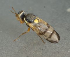 Urophora stylata P1150707a by 
xpda. Used under a CC BY-SA 4.0 license.