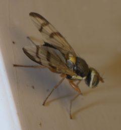 Urophora stylata P1150723a by 
xpda. Used under a CC BY-SA 4.0 license.
