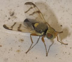 Urophora stylata P1150727a by
xpda. Used under a CC BY-SA 4.0 license.