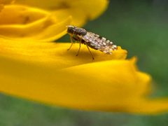 Dioxyna Picciola on coreopsis petal by Spentage. Used under a CC0 license.