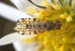 Dioxyna picciola 105614279 by James Kindt. Used under a CC BY 4.0 license.