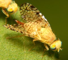 Euaresta aequalis by Bruce Marlin. Used under a CC BY-SA 2.5 license.