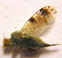 Tephritis angustipennis by Teppo Mutanen. Used under a Copyrighted free use license.