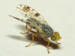 Tephritis angustipennis1 by 



This image is created by user Dick Belgers at Waarneming.nl, a source of nature observations in the Netherlands.
. Used under a CC BY 3.0 license.