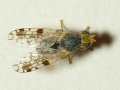 Tephritis angustipennis2 by 



This image is created by user Dick Belgers at Waarneming.nl, a source of nature observations in the Netherlands.
. Used under a CC BY 3.0 license.