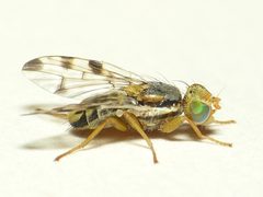 Terellia ruficauda by 



This image is created by user Dick Belgers at Waarneming.nl, a source of nature observations in the Netherlands.
. Used under a CC BY 3.0 license.