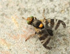 Rhagoletis cerasi01 by wikipedia. Used under a Attribution license.