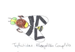 Tephritidae- by T-VaLe95. Used under a CC BY-SA 4.0 license.