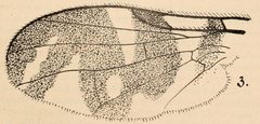 Rhagoletis fausta Aldrich 1909 by J. M. Aldrich. Used under a Public domain license.