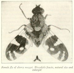 Rhagoletis fausta Herrick 1915 by Glenn W. Herrick. Used under a Public domain license.